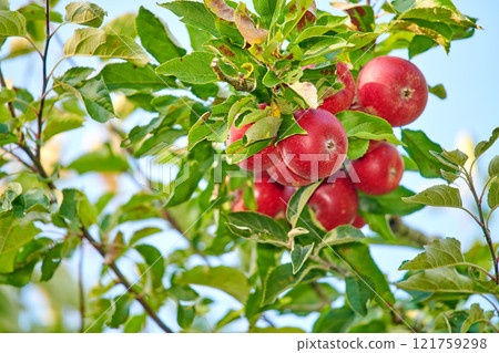 Copy space with red apples growing in a sunny orchard outdoors. Closeup of a fresh bunch of delicious fruit being cultivated and harvested from trees in a grove. Organic produce ready to be picked Copy space with red apples growing in a sunny orchard outdoors. Closeup of a fresh bunch of delicious fruit being cultivated and harvested from trees in a grove. Organic produce ready to be picked 121759298