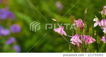 Closeup of pink common columbine flowers with bokeh copy space background. Growing aquilegia vulgaris on lush home garden stems. Passionate about backyard horticulture and blooming flora agriculture 121759301