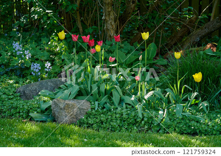 Bright red and yellow tulip flowers growing and flowering on a green bush or shrub in a remote field, meadow or home garden. Textured detail of perennial plants blossoming and blooming in backyard 121759324