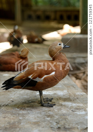 Ruddy Shelduck, Tadorna ferruginea orange-brown body duck Ruddy Shelduck, Tadorna ferruginea orange-brown body duck 121759345