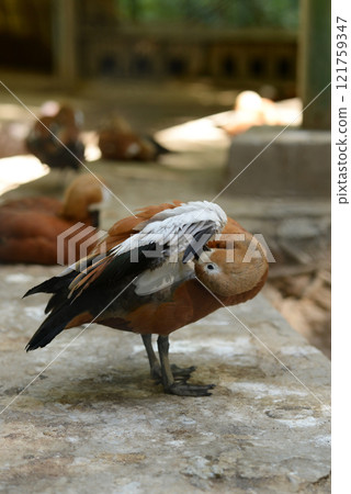 Ruddy Shelduck, Tadorna ferruginea orange-brown body duck Ruddy Shelduck, Tadorna ferruginea orange-brown body duck 121759347