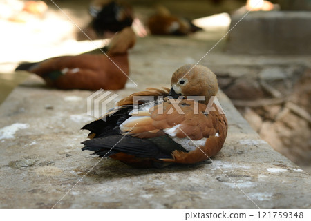 Ruddy Shelduck, Tadorna ferruginea orange-brown body duck Ruddy Shelduck, Tadorna ferruginea orange-brown body duck 121759348