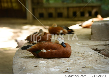 Ruddy Shelduck, Tadorna ferruginea orange-brown body duck Ruddy Shelduck, Tadorna ferruginea orange-brown body duck 121759351
