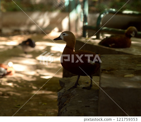 Ruddy Shelduck, Tadorna ferruginea orange-brown body duck 121759353
