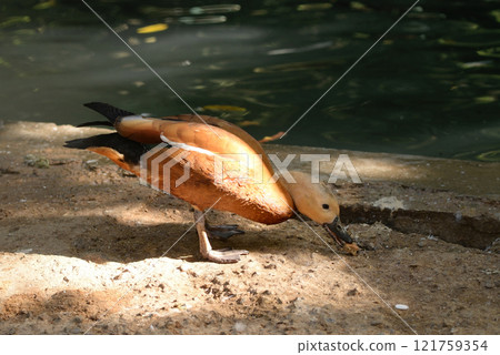Ruddy Shelduck, Tadorna ferruginea orange-brown body duck Ruddy Shelduck, Tadorna ferruginea orange-brown body duck 121759354