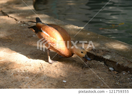 Ruddy Shelduck, Tadorna ferruginea orange-brown body duck 121759355