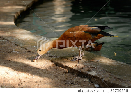 Ruddy Shelduck, Tadorna ferruginea orange-brown body duck 121759356