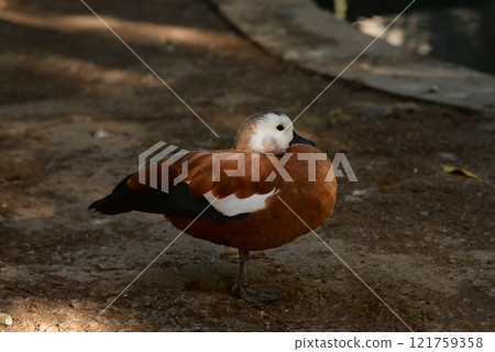 Ruddy Shelduck, Tadorna ferruginea orange-brown body duck 121759358
