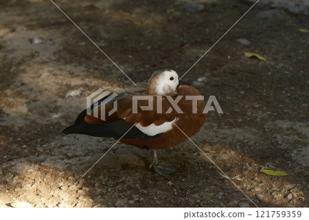 Ruddy Shelduck, Tadorna ferruginea orange-brown body duck 121759359
