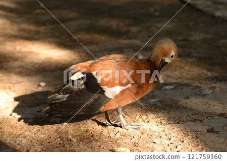 Ruddy Shelduck, Tadorna ferruginea orange-brown body duck 121759360