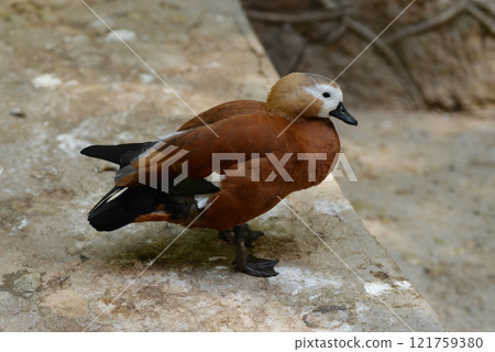 Ruddy Shelduck, Tadorna ferruginea orange-brown body duck 121759380