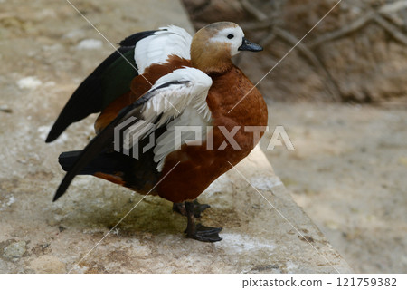 Ruddy Shelduck, Tadorna ferruginea orange-brown body duck 121759382