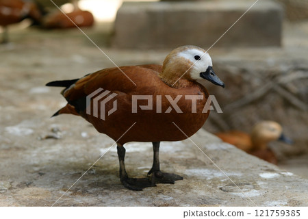 Ruddy Shelduck, Tadorna ferruginea orange-brown body duck Ruddy Shelduck, Tadorna ferruginea orange-brown body duck 121759385