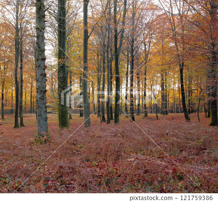 Landscape view of autumn pine, fir or cedar trees growing in quiet woods in Sweden. Dry red and brown branches and grass in a wild and remote coniferous forest for environmental nature conservation Landscape view of autumn pine, fir or cedar trees growing in quiet woods in Sweden. Dry red and brown branches and grass in a wild and remote coniferous forest for environmental nature conservation 121759386