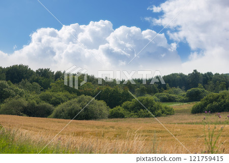 A landscape of wheat fields blooming in a beautiful open spring farm countryside under clear sky copy space. Vibrant perennial plants thrive in nature. Natural and vast plant of lush green foliage A landscape of wheat fields blooming in a beautiful open spring farm countryside under clear sky copy space. Vibrant perennial plants thrive in nature. Natural and vast plant of lush green foliage 121759415