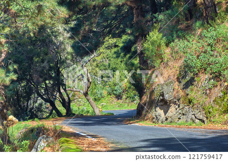 Landscape view a road or street with wild fir, cedar or pine trees growing in La Palma, Canary Islands, Spain. Green environmental nature conservation, coniferous forest in remote tourism destination 121759417