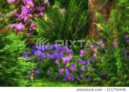 Vibrant clematis and pink columbine flowers growing in a scenic, lush private home garden. Botanical plants, bushes, shrubs, ferns, flora and trees in a backyard. Serene, zen, peaceful and tranquil Vibrant clematis and pink columbine flowers growing in a scenic, lush private home garden. Botanical plants, bushes, shrubs, ferns, flora and trees in a backyard. Serene, zen, peaceful and tranquil 121759446