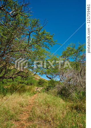 Green forest of a tropical rainforest in Hawaii, USA on a sunny day with copyspace. Quiet outdoor hiking trail in a peaceful, calming forest. Trees and bushes growing in harmony in remote woods Green forest of a tropical rainforest in Hawaii, USA on a sunny day with copyspace. Quiet outdoor hiking trail in a peaceful, calming forest. Trees and bushes growing in harmony in remote woods 121759461