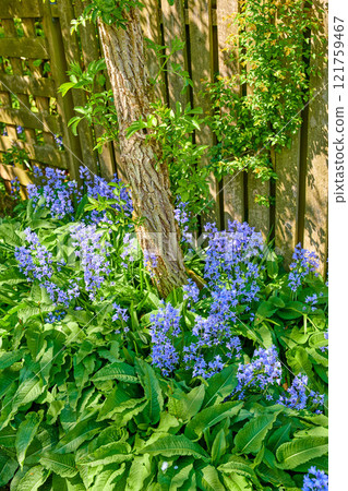 Bluebells flowers growing in a backyard garden between lush green leaves. Wild blue flowering plants thriving outdoors along a fence and used for beautiful gardening decoration or outside landscaping Bluebells flowers growing in a backyard garden between lush green leaves. Wild blue flowering plants thriving outdoors along a fence and used for beautiful gardening decoration or outside landscaping 121759467