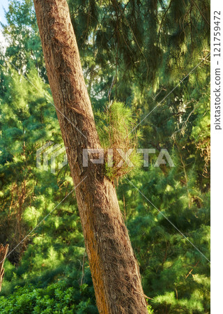 Forest tree in the jungle, Hawaii, USA. Jungle in Hawaii. A scenic view of the forest during spring. Tropical trees in ecological life in the Hawaiian tropical rainforests in an organic wilderness. 121759472