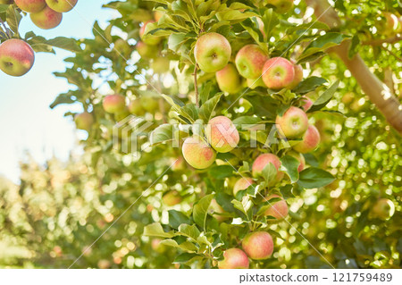 Fresh red apples growing in season on trees for harvest on field of sustainable orchard farmland outside on sunny day. Juicy nutritious ripe organic fruit to eat growing in scenic green landscape 121759489