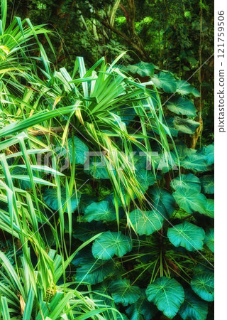 Vibrant leaves of Parasol leaf tree and Screw pine growing in undisturbed nature in Hawaii, USA. Broad leaf patterns in a soothing, calming forest. Leafy canopy in quiet harmony in a peaceful park 121759506