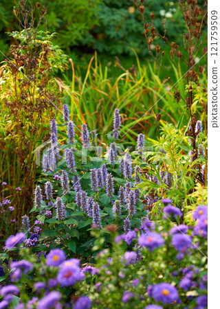 Purple korean mint growing in a bush or shrub surrounded by lush vibrant flowers and plants in home backyard or botanical garden. Agastache rugosa blossoming and blooming. Cultivating aromatic herbs 121759509