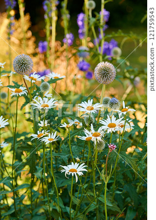 Closeup of fresh Daisies and Great globe thistle in a garden. A bunch of white and purple flowers on a field, adding to the beauty in nature and peaceful ambience of outdoors, blooms in zen backyard Closeup of fresh Daisies and Great globe thistle in a garden. A bunch of white and purple flowers on a field, adding to the beauty in nature and peaceful ambience of outdoors, blooms in zen backyard 121759543