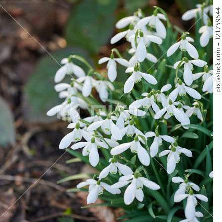 Galanthus woronowii growing in their natural habitat in a dense forest. White woronows snowdrop in the woods during summer or spring. Plant species thriving in a lush ecosystem outside in nature 121759544