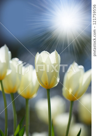 Bright sunshine over tulip flowers in a garden or field outdoors. Closeup of a beautiful bunch of flowering plants with white petals blooming and blossoming in nature during a sunny day in spring 121759556