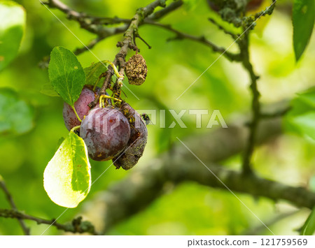 Fruit wasps eating a plum hanging on a branch in a green orchard against a blurred background with copy space in nature. A group of insects sitting on a ripe juicy plant stem on a farm in spring. Fruit wasps eating a plum hanging on a branch in a green orchard against a blurred background with copy space in nature. A group of insects sitting on a ripe juicy plant stem on a farm in spring. 121759569