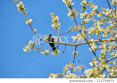 Blackbird sitting on a tree against a blue sky. Beautiful bird sitting on a flowerbed twig. Pure white mirabelle or Prunus Domestica flowers blooming on a plum tree in a garden from below 121759673
