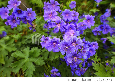 Top view of meadow geranium flowers growing in botanical garden among foliage in summer. Geranium pratense growing and blooming on field in spring. Beautiful violet flowering plants budding in a park 121759675