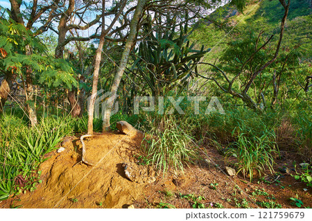 Many trees and bushes in a lush green forest in Hawaii, USA on a sunny day. Magical woods with beauty in nature, beautiful and mysterious quiet outdoors. Calming morning in a peaceful rainforest 121759679