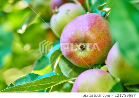 Closeup of ripe red apples hanging from apple tree branch in orchard farm in remote countryside with bokeh copy space. Texture detail of growing fresh healthy fruit or snack ready for picking harvest 121759687