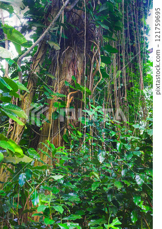 Tall tree with wild vines and shoots growing in a green forest in Hawaii, USA. A peaceful rainforest in nature with scenic views of natural patterns and textures, zen and beauty hidden in a jungle Tall tree with wild vines and shoots growing in a green forest in Hawaii, USA. A peaceful rainforest in nature with scenic views of natural patterns and textures, zen and beauty hidden in a jungle 121759695