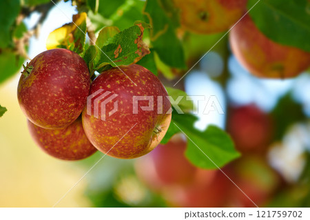 Ripe red apples on a tree with green leaves from below. Organic and healthy fruit growing on an orchard tree branch on a sustainable farm in summer. Group of fresh seasonal produce ready for harvest Ripe red apples on a tree with green leaves from below. Organic and healthy fruit growing on an orchard tree branch on a sustainable farm in summer. Group of fresh seasonal produce ready for harvest 121759702