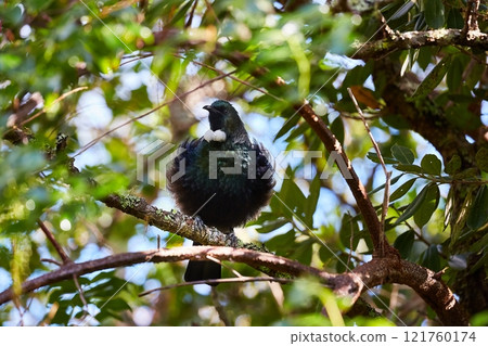 Tui bird in the trees 121760174