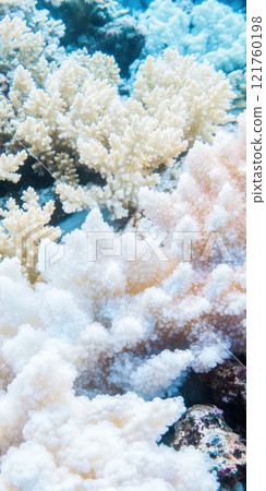 Stunning underwater view of bleached coral reef with vibrant colors and textures, AI Generative 121760198