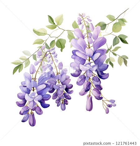 Watercolor purple American Wisteria illustration Watercolor purple American Wisteria illustration 121761443