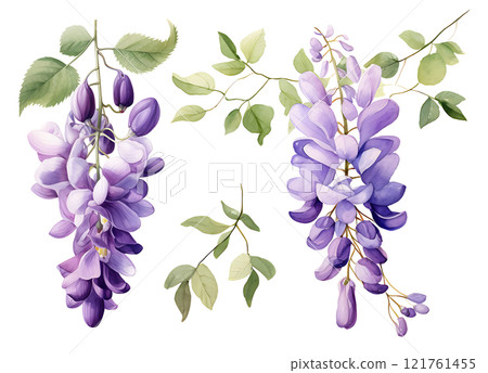 Watercolor purple American Wisteria illustration 121761455