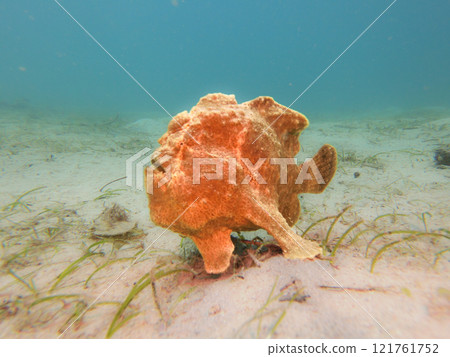 Yellow Giant Frogfish, Antennarius commerson, Puerto Galera, Philippines Yellow Giant Frogfish, Antennarius commerson, Puerto Galera, Philippines 121761752