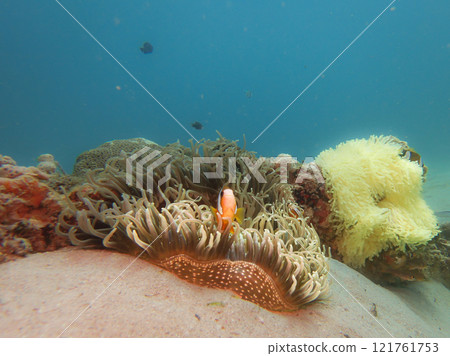 A Clownfish peaking out from its home in a stinging sea anemone 121761753