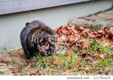 Beautiful tortoiseshell cat eating grass outside 121762029
