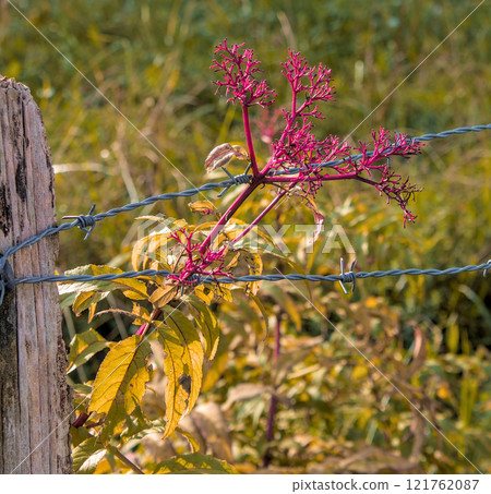purple plants 121762087