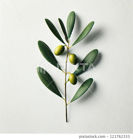 Ripe olives on a branch with green leaves isolated on white background 121762333
