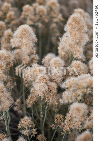 Fluffy dried plants near Mono Lake in California. Concept of nature, texture, and organic beauty in Californian landscape. 121762460