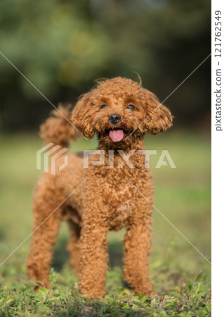 A brown toy poodle dog with its tongue sticking out. Happy active toy poodle puppy on a walk in the public park A brown toy poodle dog with its tongue sticking out. Happy active toy poodle puppy on a walk in the public park 121762549