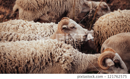 Flock of sheep in Himalayas mountain range, Nepal, Asia. Close up. Flock of sheep in Himalayas mountain range, Nepal, Asia. Close up. 121762575
