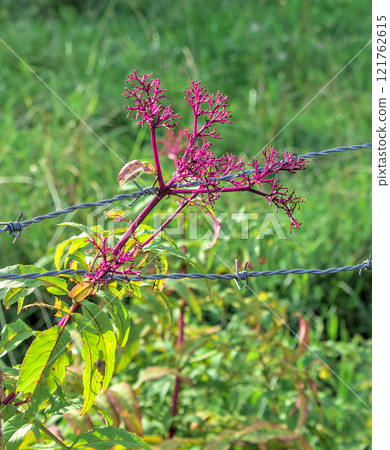 purple plants 121762615